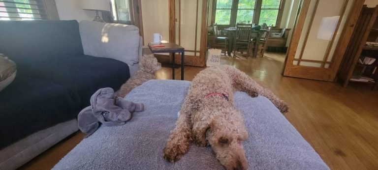 Modern Walnut C Table photo review